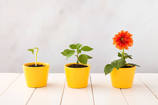 Growth Image